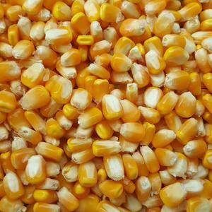 玉米开始上市了籽粒保满，容重高，霉变少，需要的电话联系1...