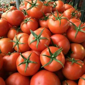 山东大红西红柿已大量上市，需要的请联系。联系电话：150...