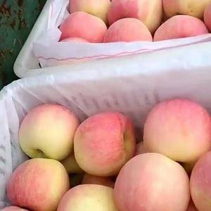 山东万亩苹果基地直销有红星苹果，红富士苹果，质优价廉保质...
