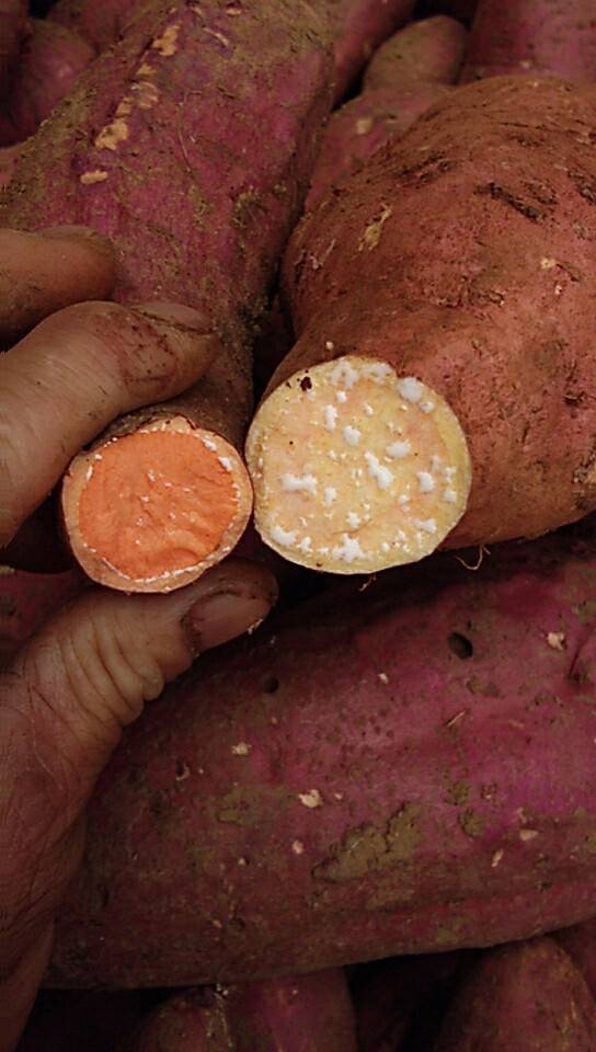 我们这边的红薯，便宜的很能，龙九、北京红、紫薯丶浙薯一三