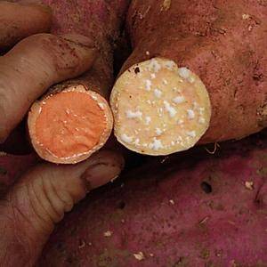 我们这边的红薯，便宜的很能，龙九、北京红、紫薯丶浙薯一三