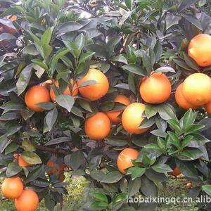湖南湘西优质纽荷尔脐橙，来自高山上的圣果，从不打蜡，不催...