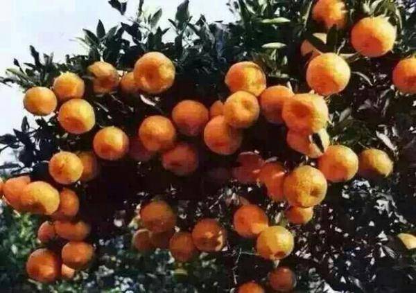 湖南神秘湘西环境优美，四季分明，出产的柑橘更是清甜可口别...