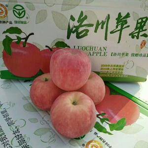 洛川苹果大量上市13474422981姜代办。