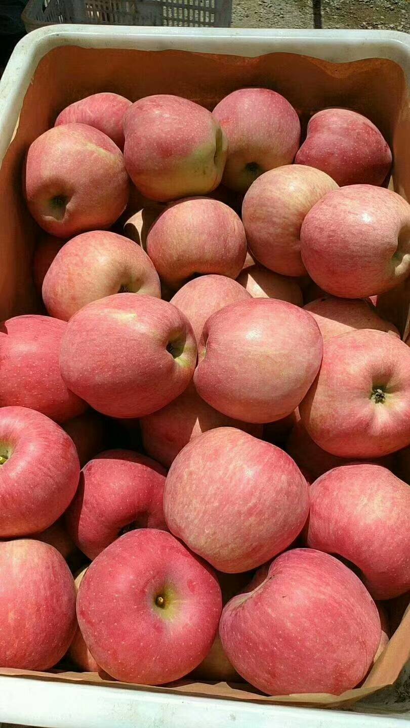 山东大量出售红富士苹果。口感脆甜。纸袋。膜袋。纸加膜大量...