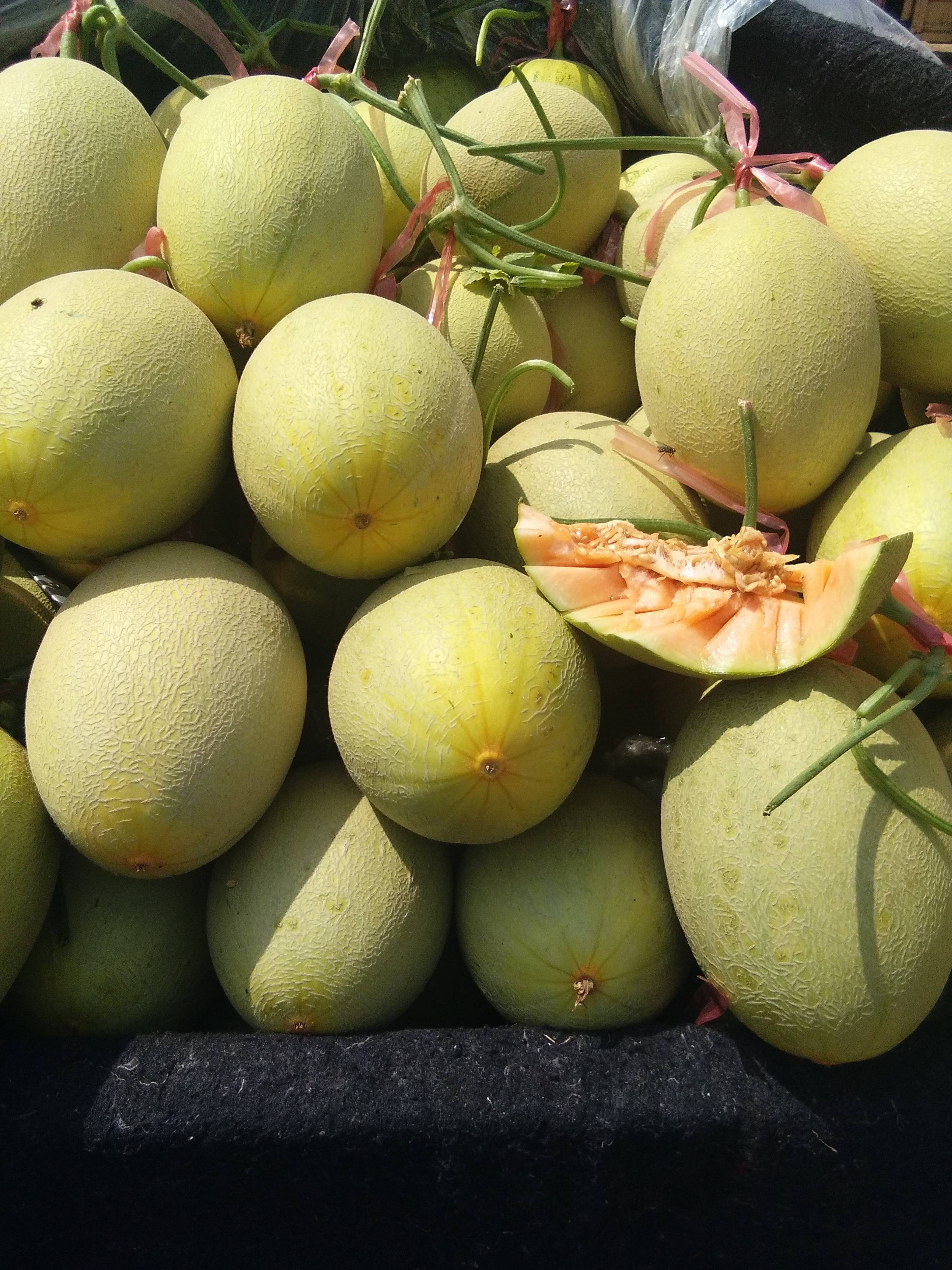 鲁西瓜果交易市场大量供应优质花蕾，脆梨，西周密，胶密25等各种甜瓜，财富热线18263575299
