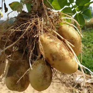 肥城库存荷兰十五土豆大量供应