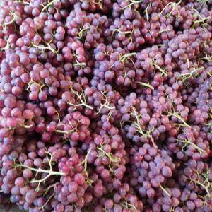 陕西大荔红提葡萄大量上市，好货1.6一2元，通货1.3一...