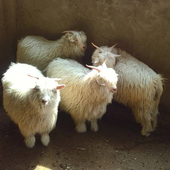 本合作社长年出售优质绒山羊，有繁育母羊，种公羊，糕羊，以...