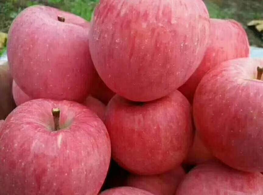 自家洛川苹果，共5万斤左右，现已成熟，有需要的老板，私聊
