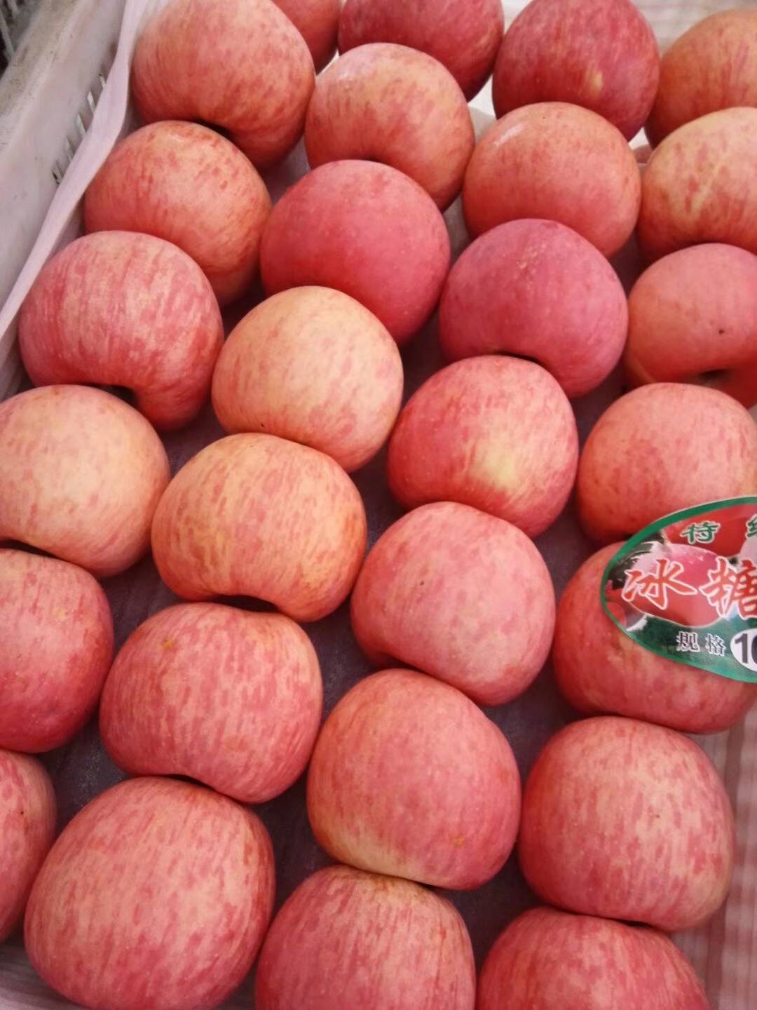 陕北高原红富士苹果大量上市，质量好，价位合理，口感好，亮度好。绿色水果！！