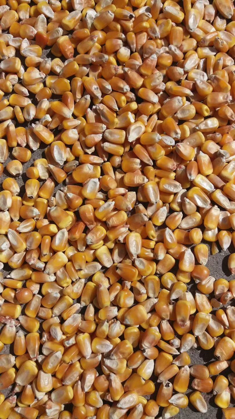 吉林优质国标干玉米一等粮二等粮