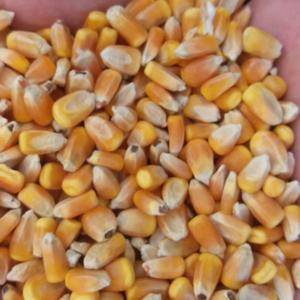 吉林优质国标干玉米一等粮二等粮