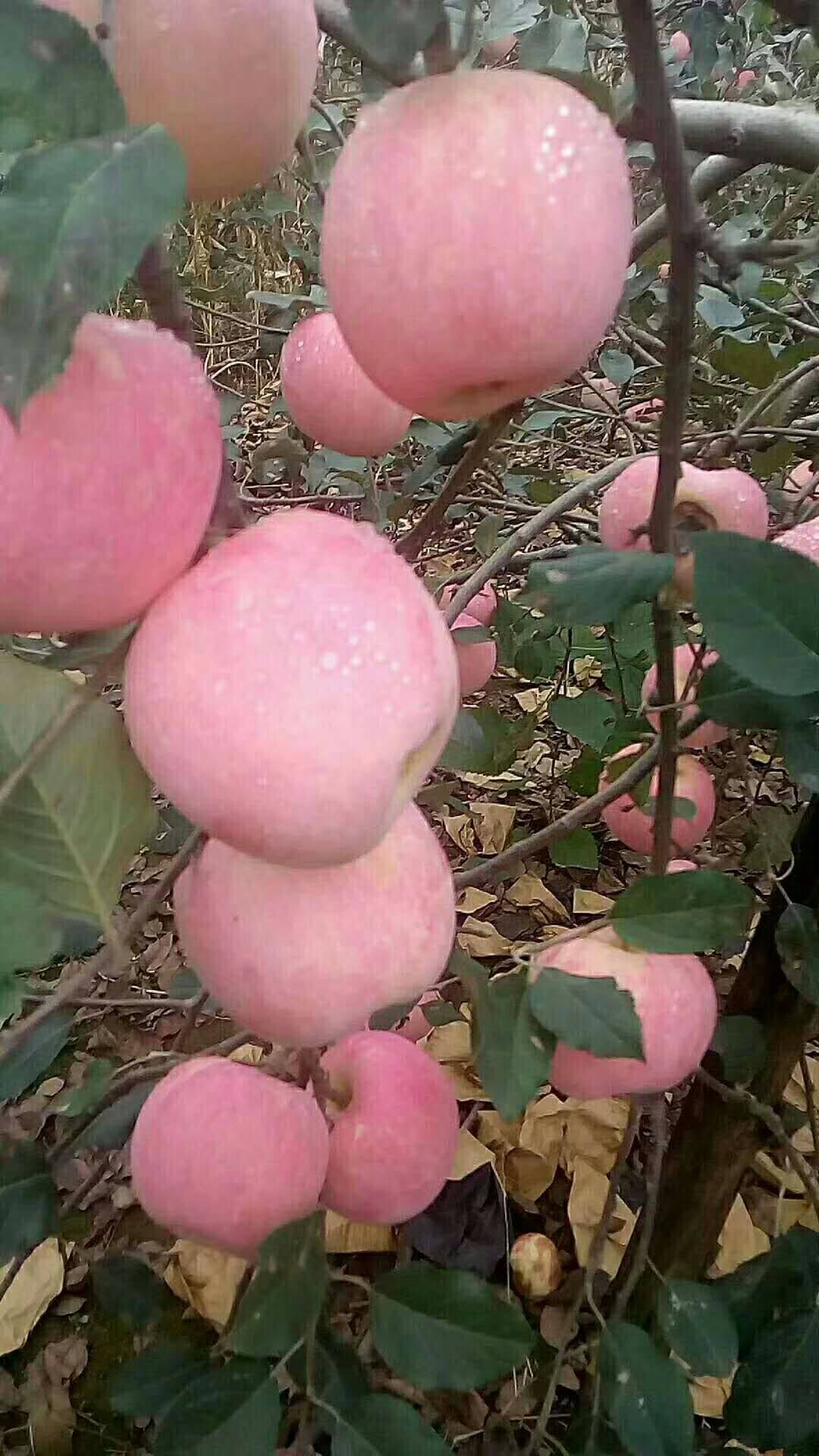 红富士苹果种植基地，价格便宜，质量保证。