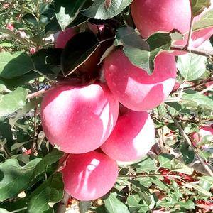 吉县富士苹果大量上市了，甜美可口，耐贮藏，是果商理想的选...
