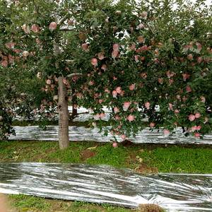 山西省运城临猗县的苹果开始下树了，欢迎各位老板前来看货购...