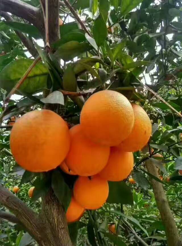夏橙什么时候成熟 夏橙的功效与作用
一、夏橙什么时候成熟
夏橙于头年春季开花，第二次夏季的2月底7月初成熟采收，结的果经过“三青三黄”，经历了夏季的最高温和