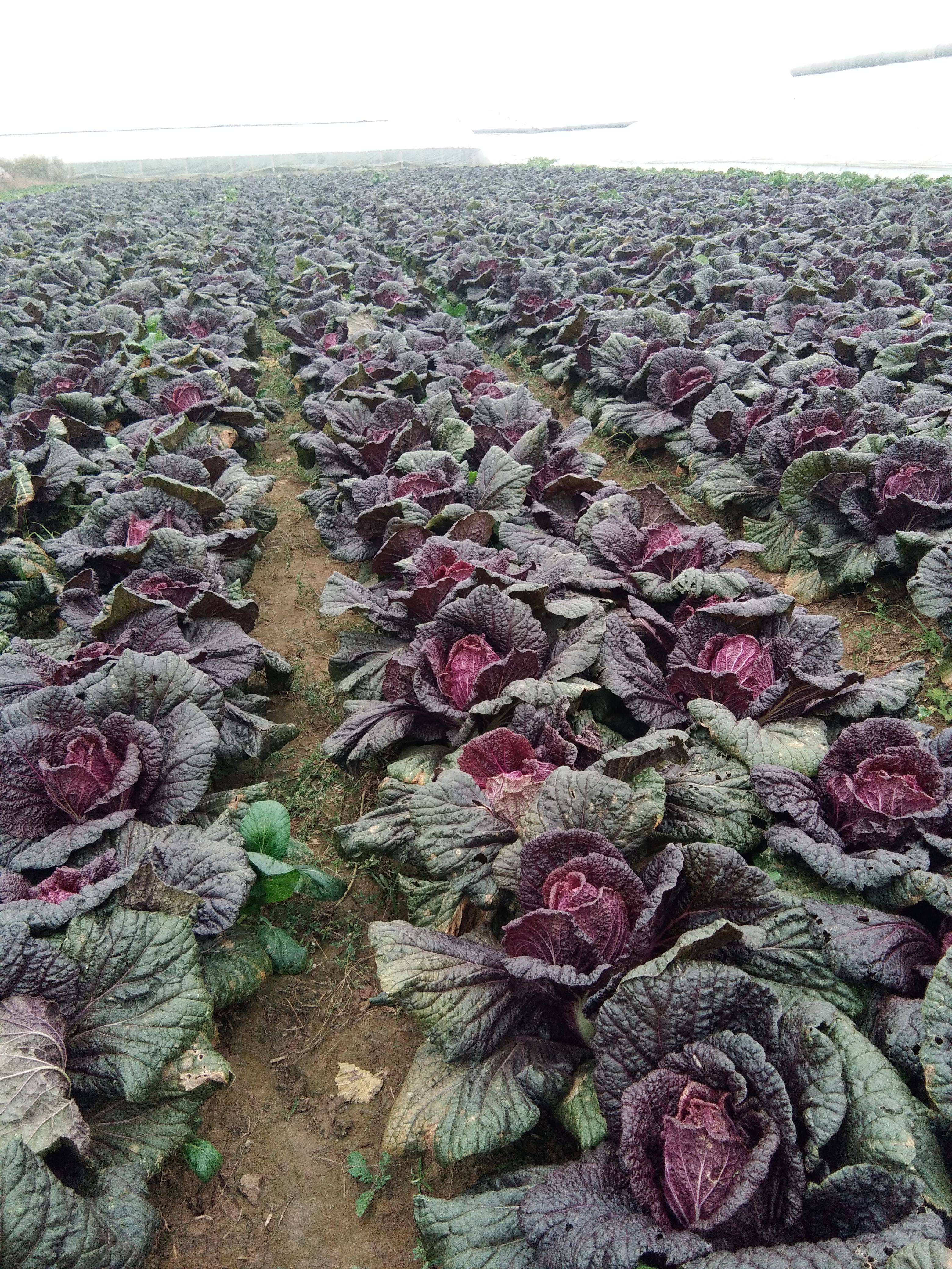 紫白菜，花青素皇后抗氧化延缓衰老营养价值高。上市了40亩...