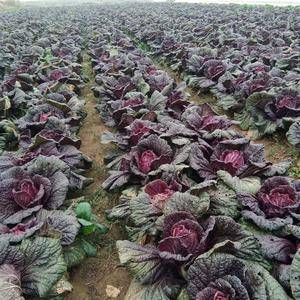 紫白菜，花青素皇后抗氧化延缓衰老营养价值高。上市了40亩...