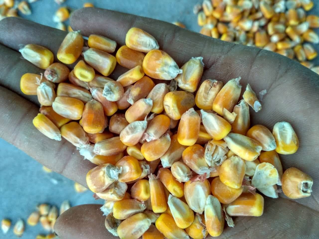 优质玉米二等粮，水份14.5容重690-710霉变焦糊粒不超1.5，0.74一斤。
