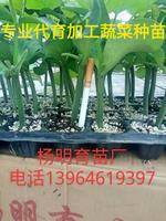 常年供应，黄瓜优质种苗，电话，13964619397