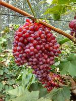 河北衡水饶阳有大量的红提葡萄，品质优良价格美丽，货源充足，有需要的放心来上货