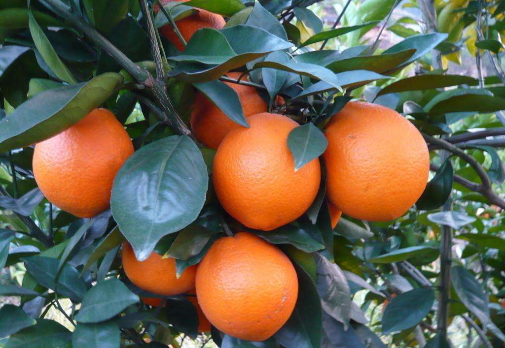 本社常年供应:宜昌蜜橘.秭归脐橙.等多个品种.本社还提供...