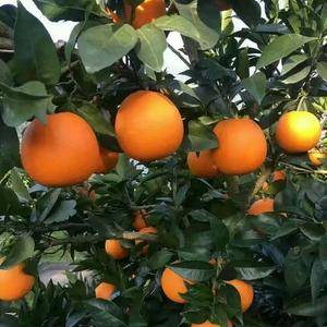 本社常年供应:宜昌蜜橘.秭归脐橙.等多个品种.本社还提供...