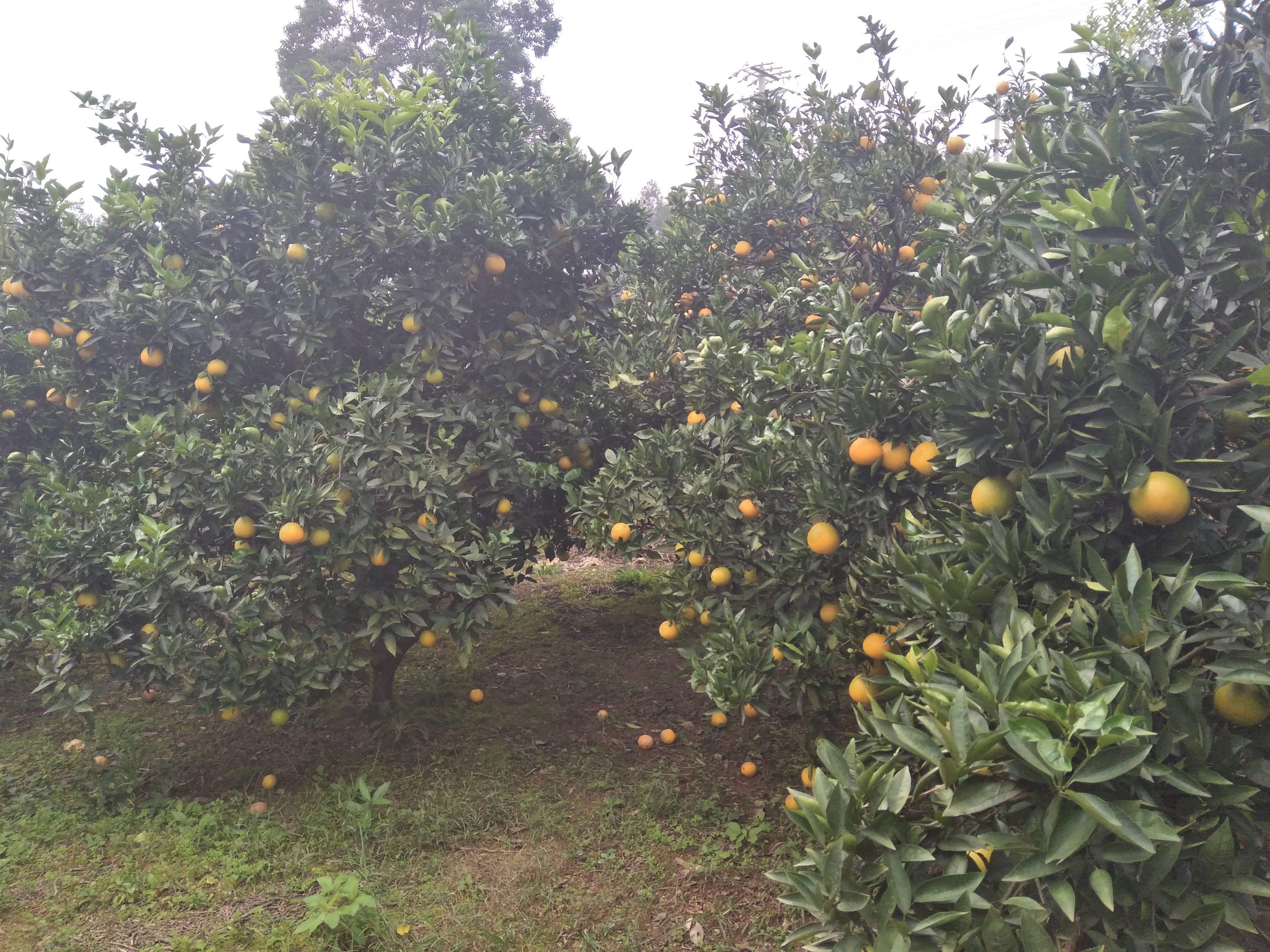 蜜橘是芸香科柑桔属的一种水果。果实外皮肥厚，内藏瓤瓣，由...