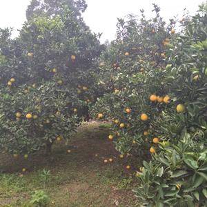 蜜橘是芸香科柑桔属的一种水果。果实外皮肥厚，内藏瓤瓣，由...