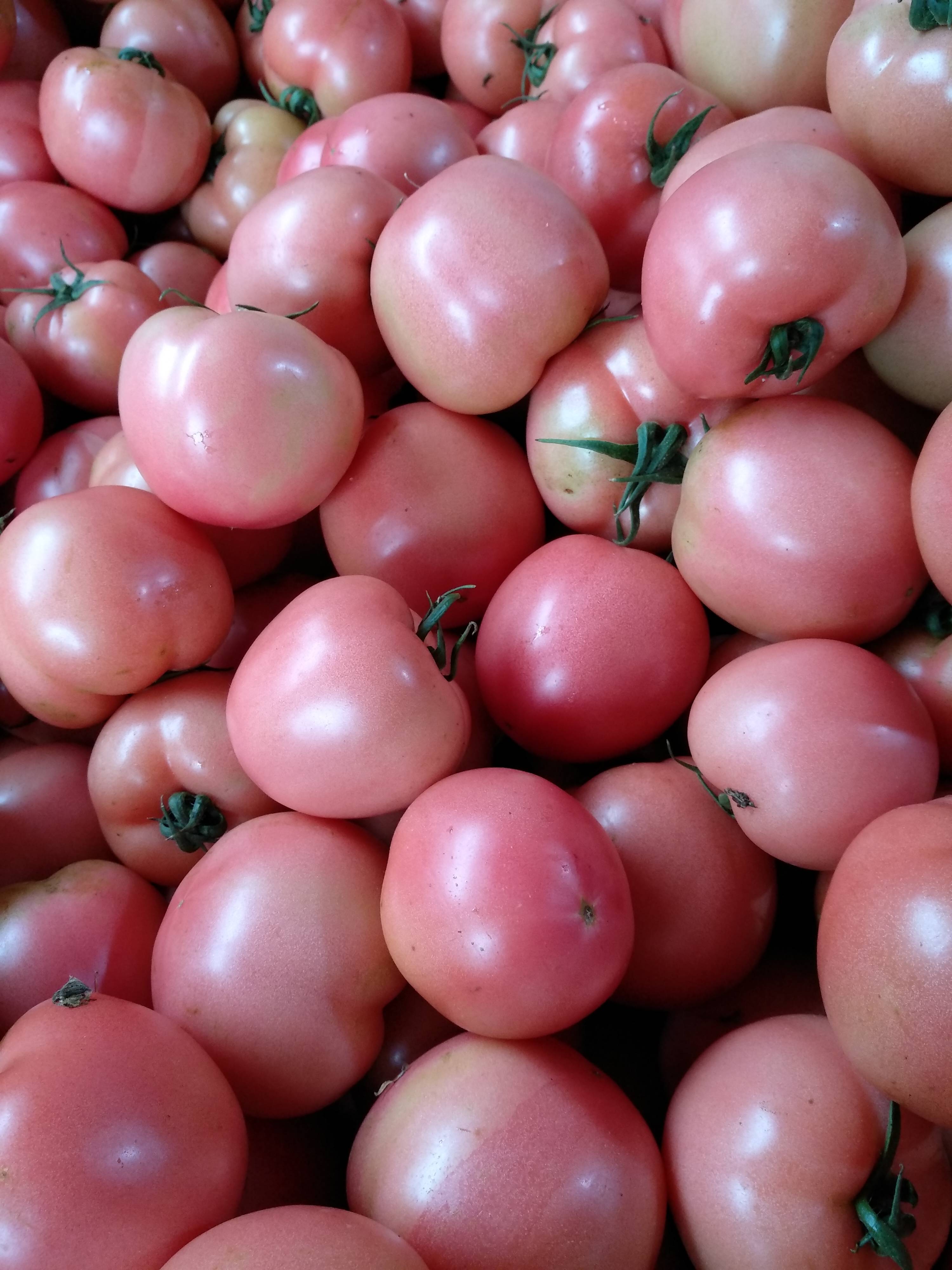 硬粉西红柿大量上市中欢迎全国各地客商洽谈收购135619...