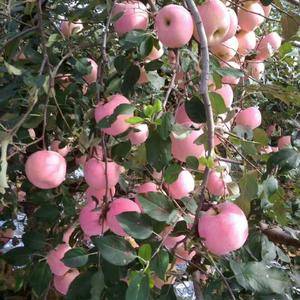山东红富士苹果大量供应，表光口感俱佳，保质保量。