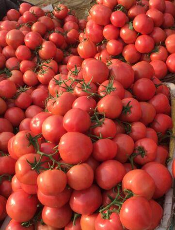 本地暖棚硬粉西红柿大量上市中，能满足各个客商的量大需求望...