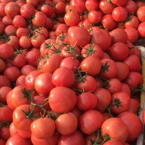 本地暖棚硬粉西红柿大量上市中，能满足各个客商的量大需求望...