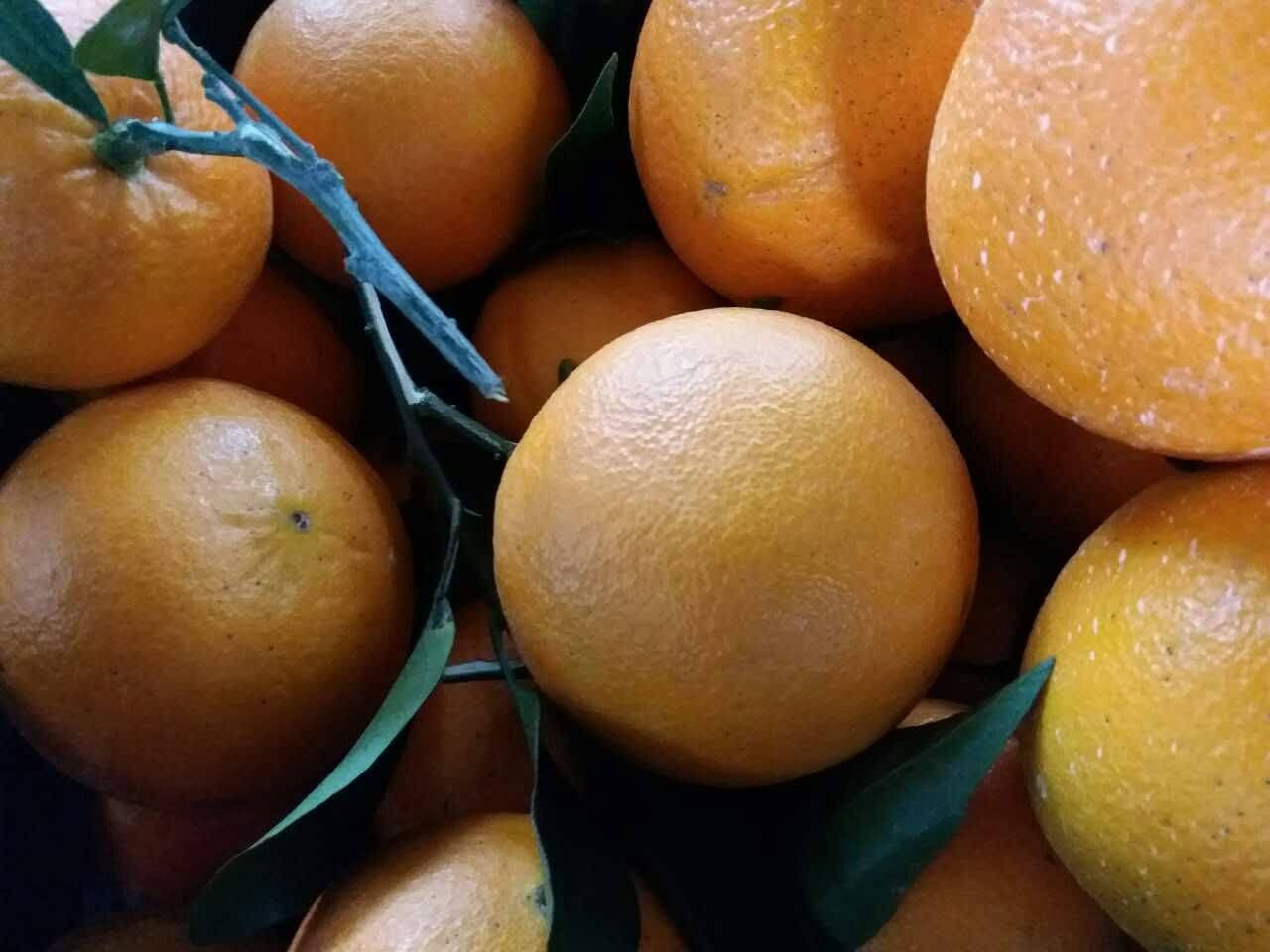 湖北秭归县脐橙、13972562353纽荷尔橙、长虹，九月红果冻橙大量供货。江边橙子果大皮薄口感甜。根据客户需要可以採光果也可以带叶採果。