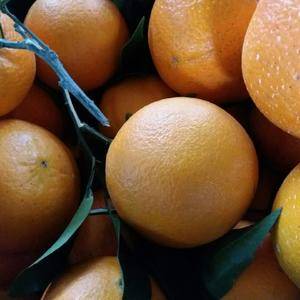 湖北秭归县脐橙、13972562353纽荷尔橙、长虹，九月红果冻橙大量供货。江边橙子果大皮薄口感甜。根据客户需要可以採光果也可以带叶採果。
