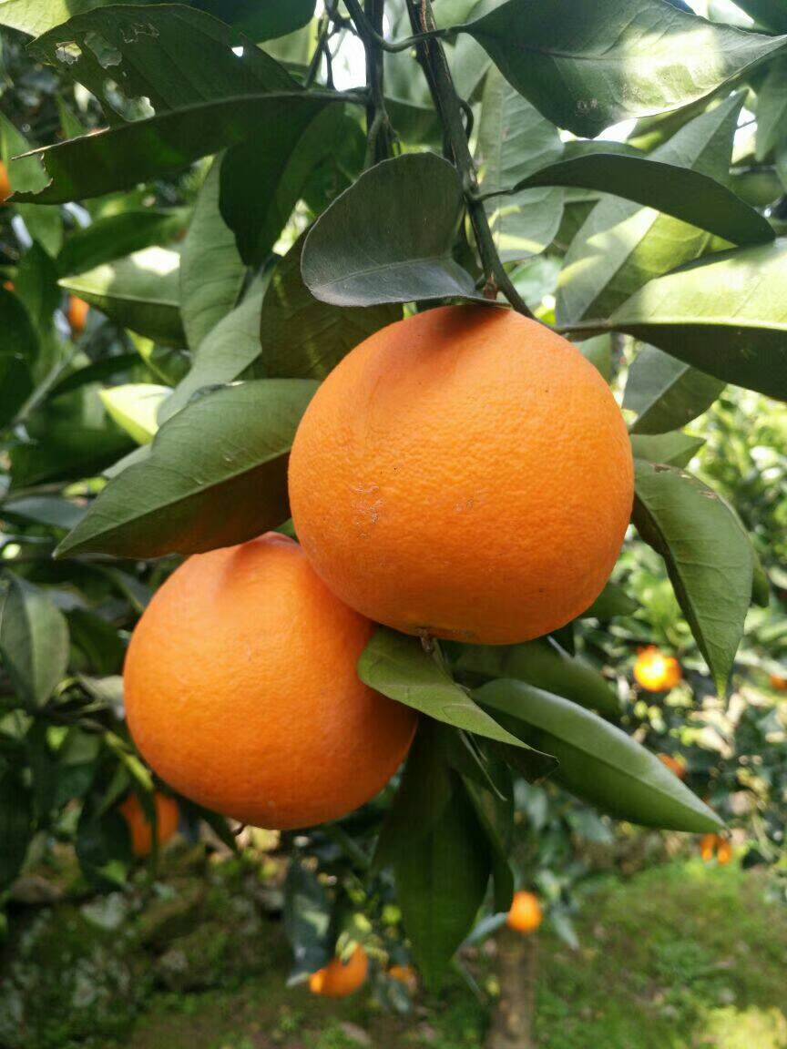 湖北宜昌秭归九月红脐橙，最早成熟的脐橙，自产自销无任何中间环节，地处交通便利。欢迎来电资询。