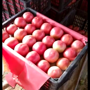 山东聊城东昌府区 大量西红柿，量大、质优欢迎前来选购，电...