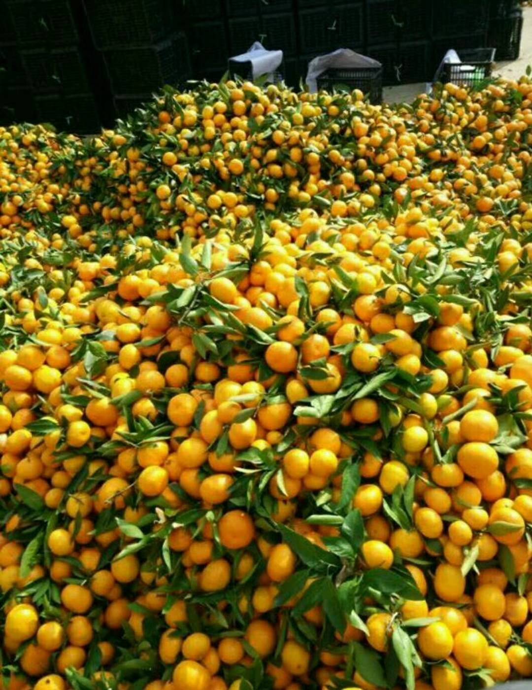 宜昌枝江普早蜜橘大量批发销售，以质论价，量大从优。