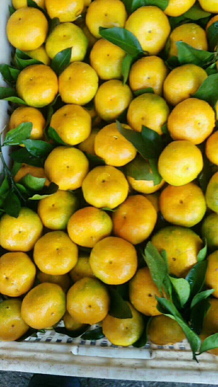 宜昌枝江普早蜜橘大量批发销售，以质论价，量大从优。