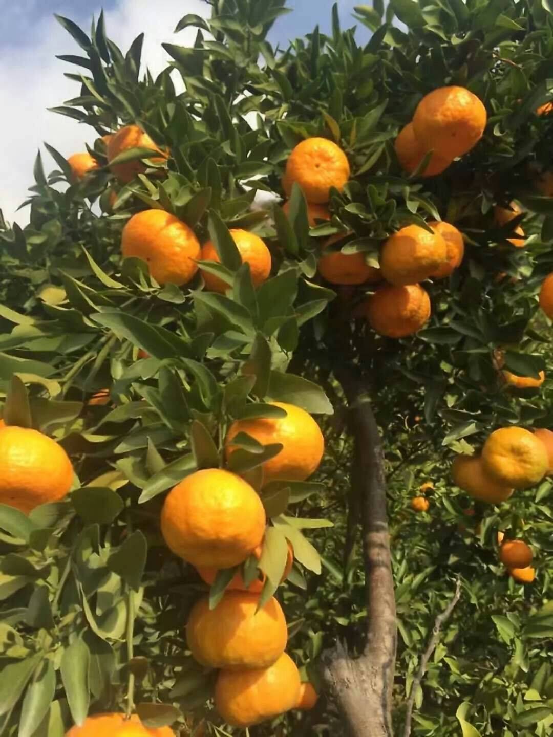 我地【蜜桔、秭归脐橙、琯溪蜜柚、椪柑】柑橘现已大量上市【15072543352微信同号】种植面积大，湖北宜昌三峡风景优美，是国家重点柑橘无公害生产基地。每年柑橘