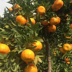 我地【蜜桔、秭归脐橙、琯溪蜜柚、椪柑】柑橘现已大量上市【15072543352微信同号】种植面积大，湖北宜昌三峡风景优美，是国家重点柑橘无公害生产基地。每年柑橘