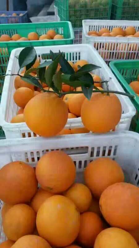宜昌秭归脐橙大量上市了，口感甜，颜色红，果园看果，鲜果立...