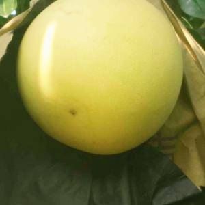 琯溪蜜柚在湖北宜昌有万亩基地，欢迎全国客户来产地订购！