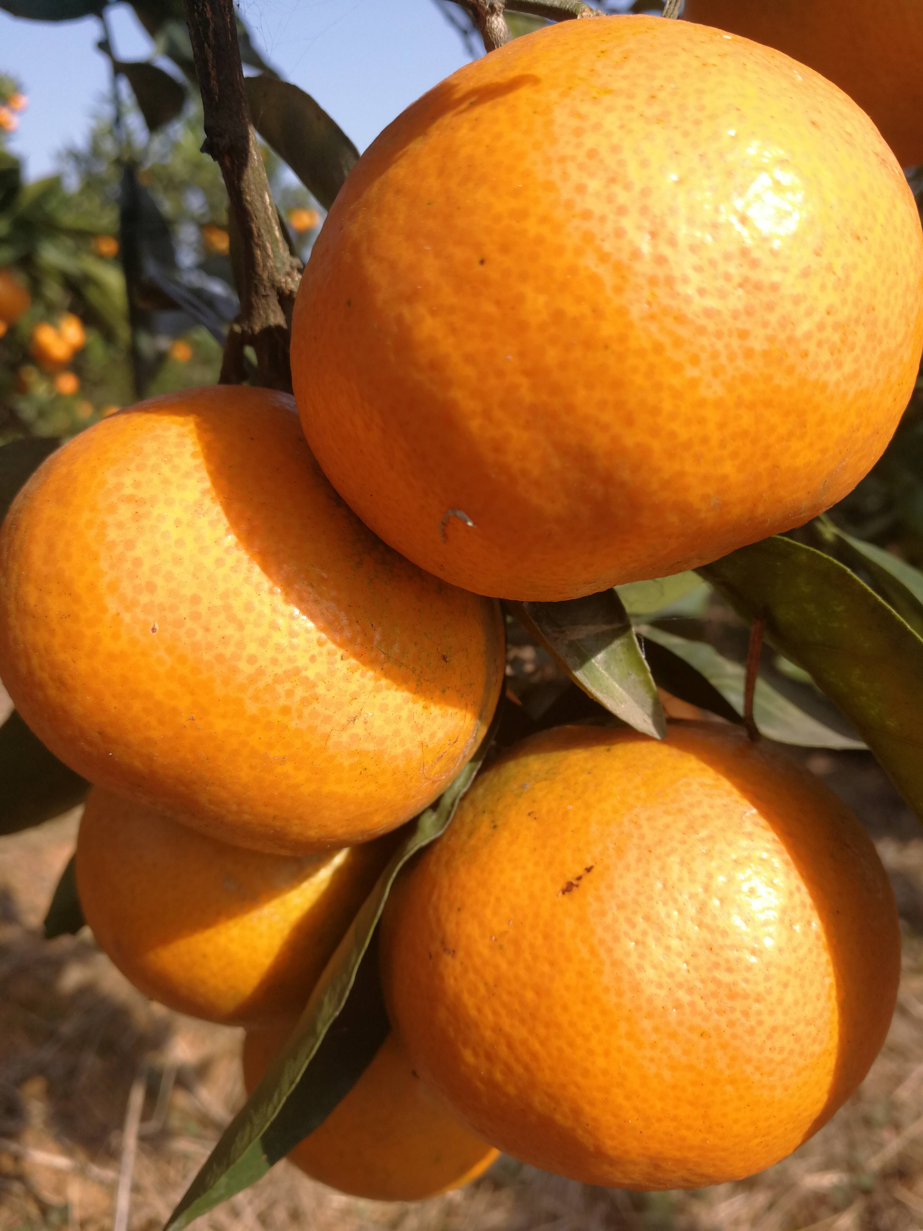 大量批发蜜橘，椪柑，脐橙。产地直销，联系方式138...