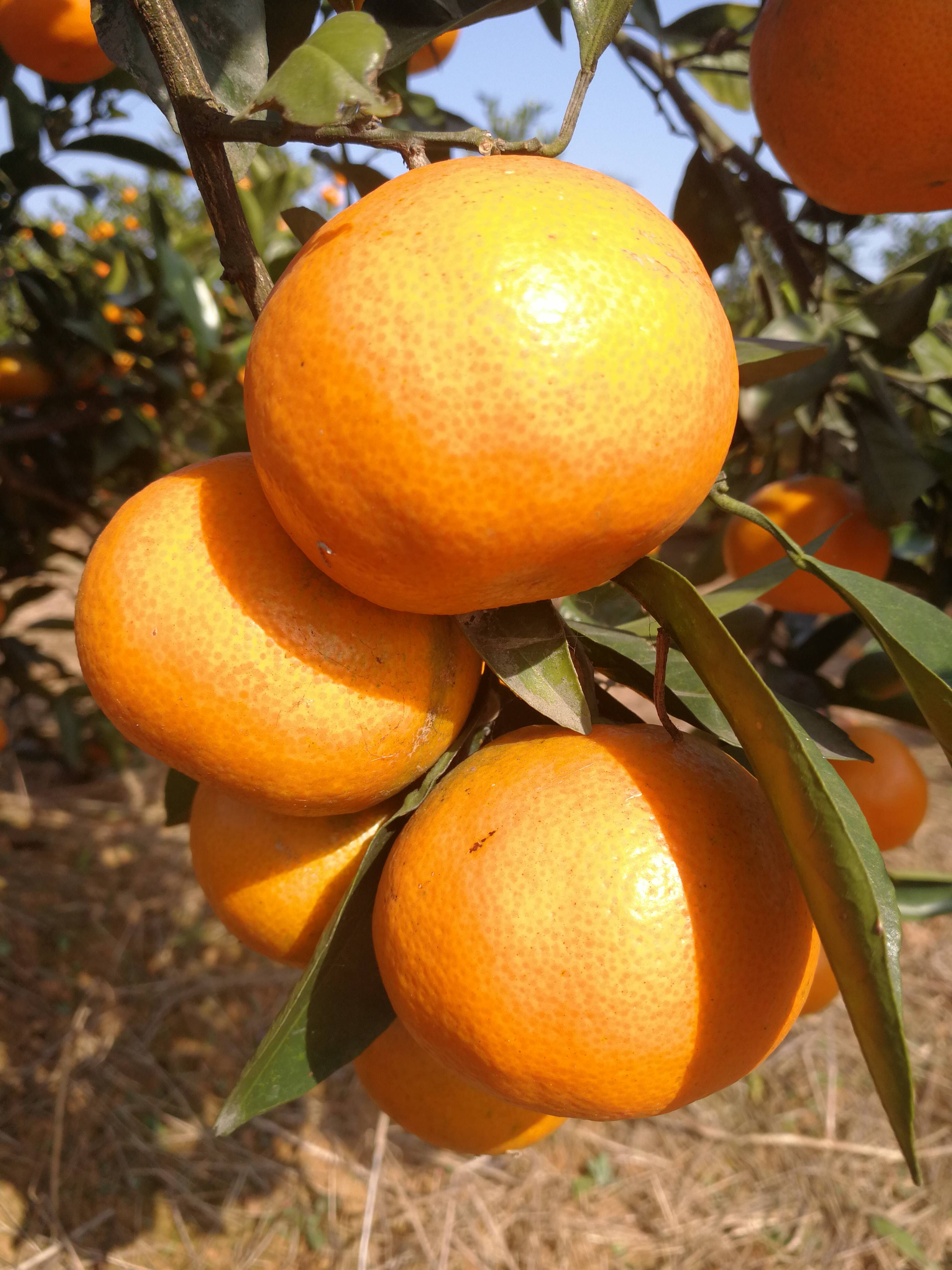 大量批发蜜橘，椪柑，脐橙。产地直销，联系方式13886725378