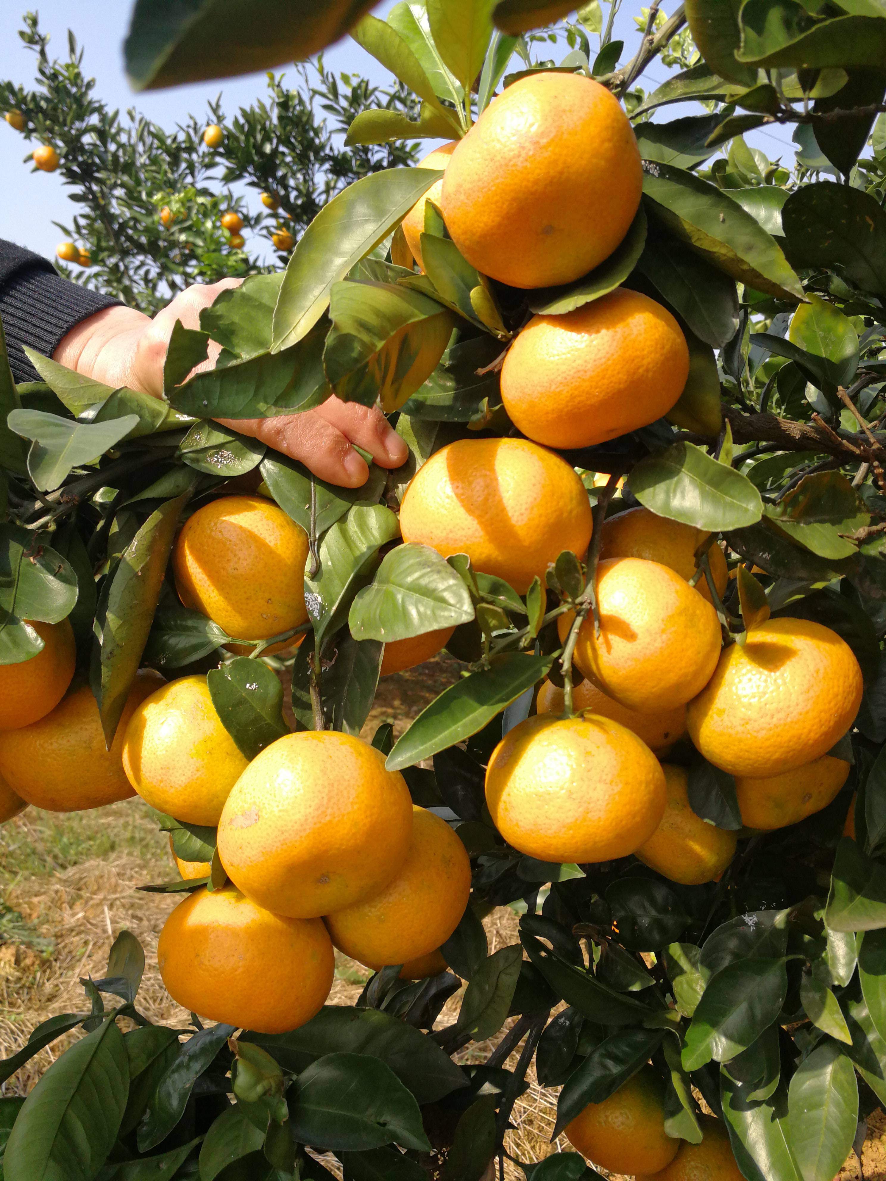 大量批发蜜橘，椪柑，脐橙。产地直销，联系方式138...