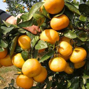 大量批发蜜橘，椪柑，脐橙。产地直销，联系方式138867...