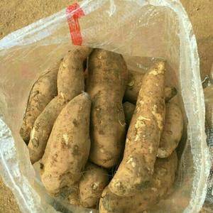 大量红薯上市品种全质量好价格低有需要的客户联系13589...