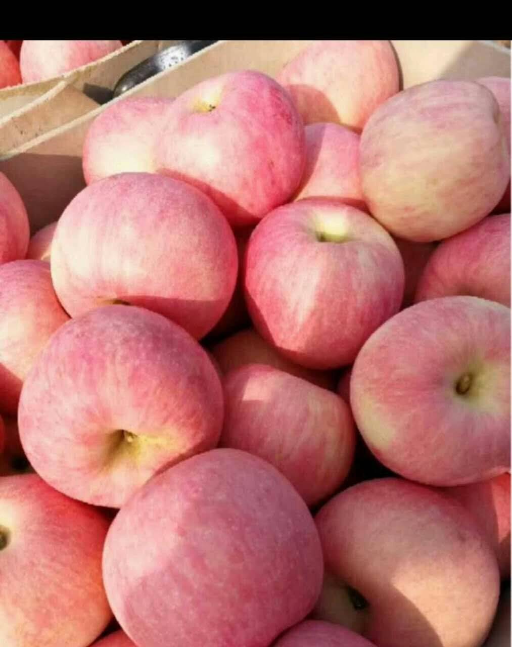 优质苹果，大量供应，果型饱满，色度纯正，口感甜脆，量大特...